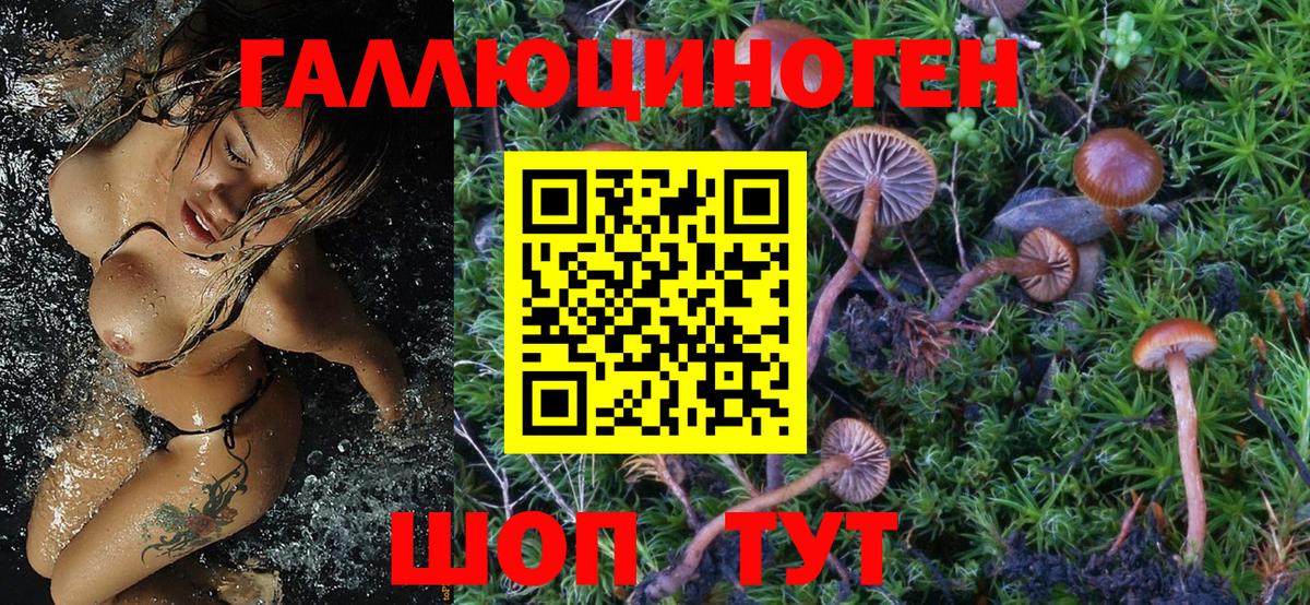 Майский  Галлюциногенные грибы Psilocybine cubensis  Вход с VPN 